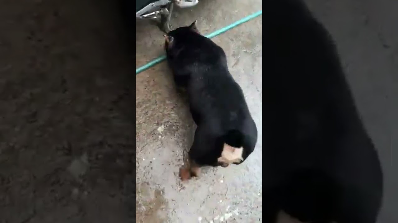 taking bow wow a bath