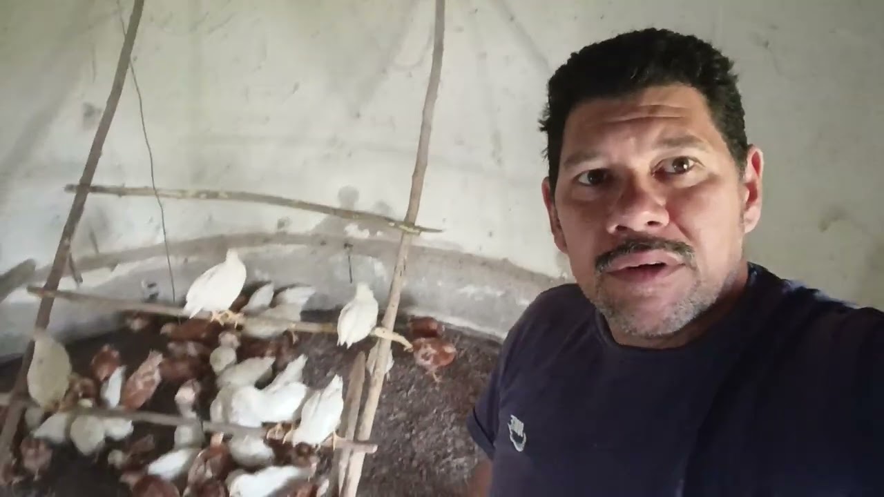 O consumo de ração vai aumentando 