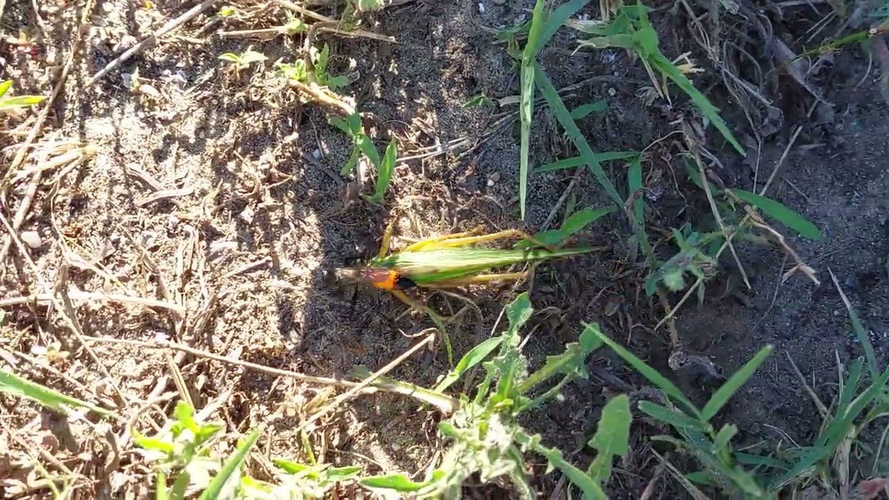 Sphex funerarius (sz&ouml;cske&ouml;lő dar&aacute;zs)