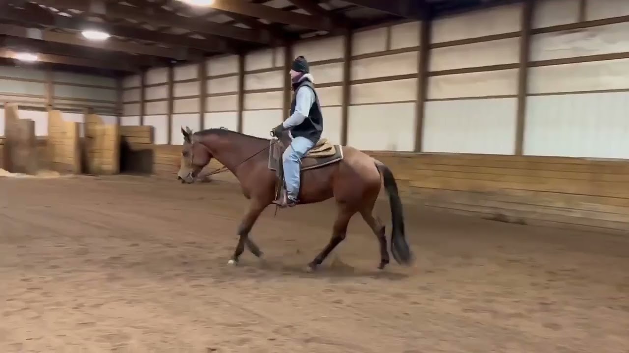 AOK 2023 AQHA mare 