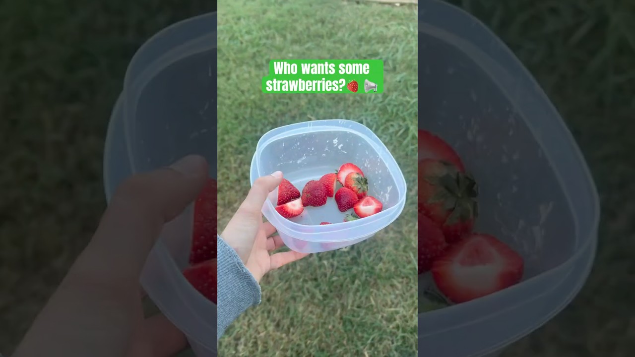 Strawberry 🍓 crowd #chicken #chicks #foosinstagram #food #eating #pets #farmlife #cute #funny
