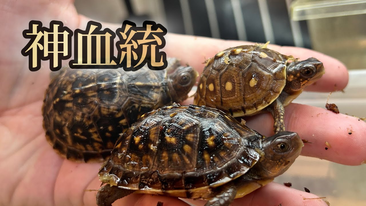 入手困難！？ブリーダー直伝！高橋血統ミツユビハコガメの紹介と成功する飼育術