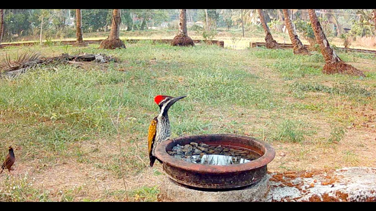 Birds, water pot and bird sounds.