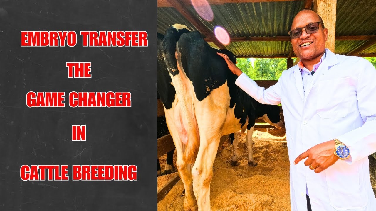 EMBRYO TRANSFER in Cows: The GAME CHANGER for Cattle Breeding!