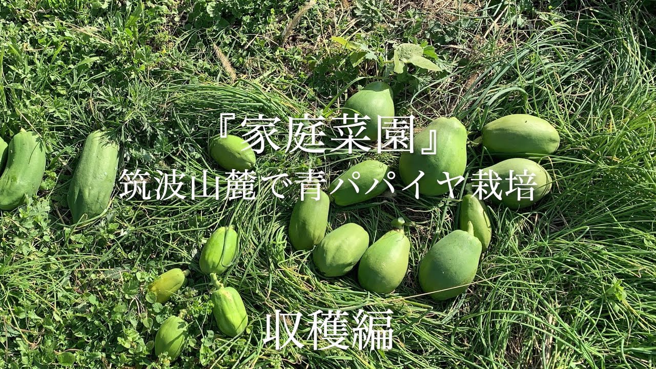 『家庭菜園』筑波山麓で青パパイヤ栽培　　危機一髪！　霜が降りる寸前に収穫
