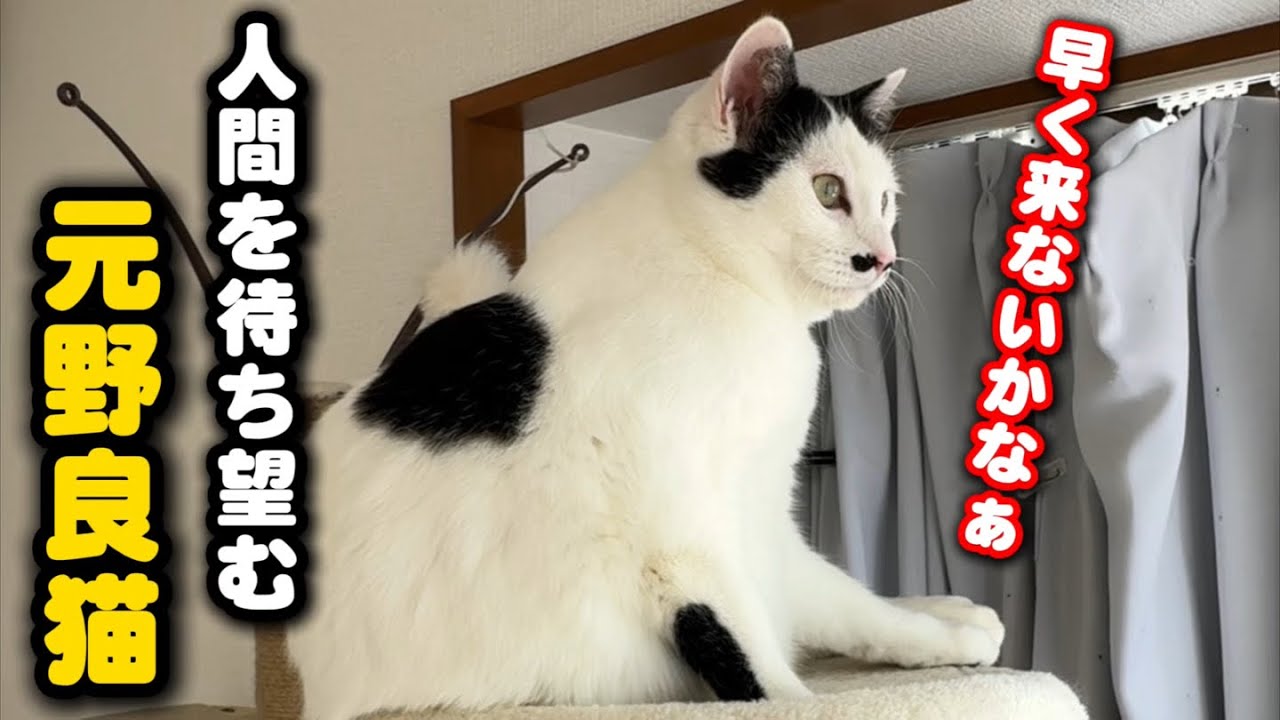 人間が好きすぎて必ず入待ちをする元野良猫の健気な姿
