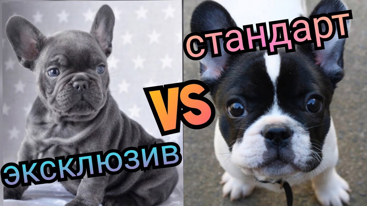 Щенки ФРАНЦУЗСКОГО БУЛЬДОГА: как цена зависит от цвета. Голубые щенки, мерле, коровки, тан, лилалк