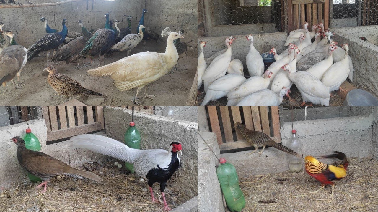 VENDA DE AVES ORNAMENTAIS EM BOM JARDIM PERNAMBUCO DO CRIATÓRIO Jr