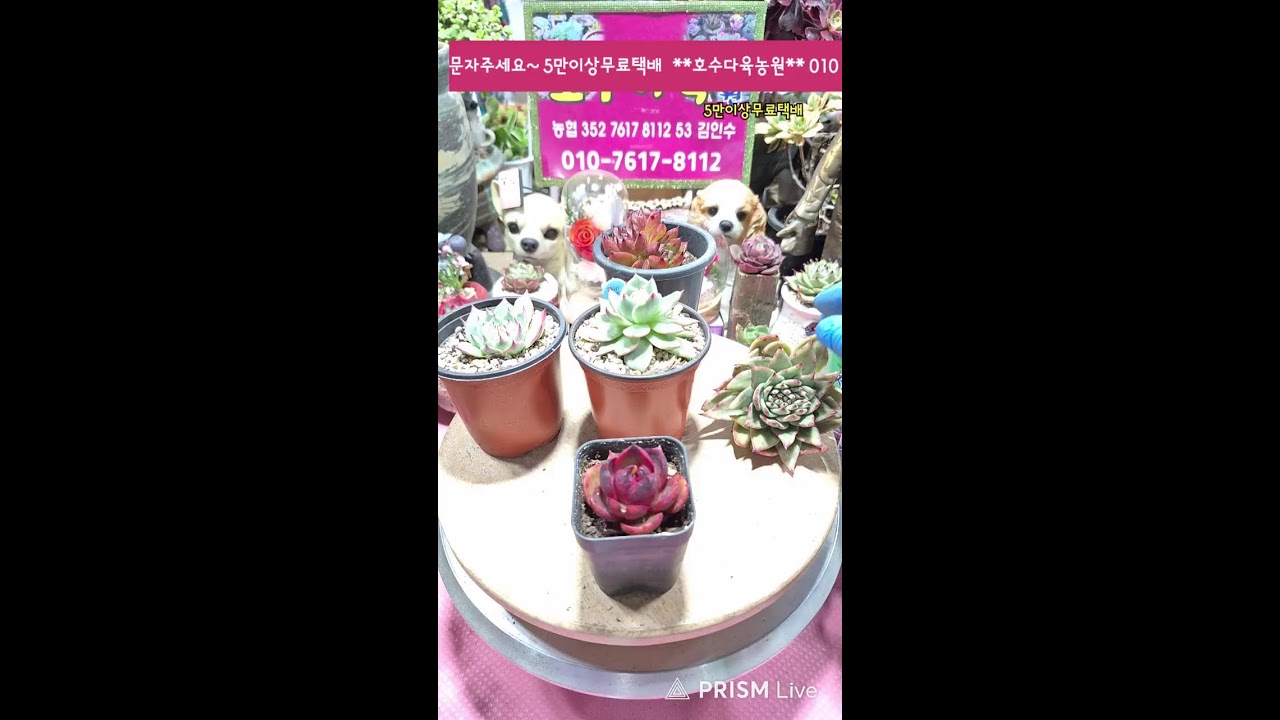🌵호수다육농원  260205 화분이랑 육이랑 놀자 놀자요~