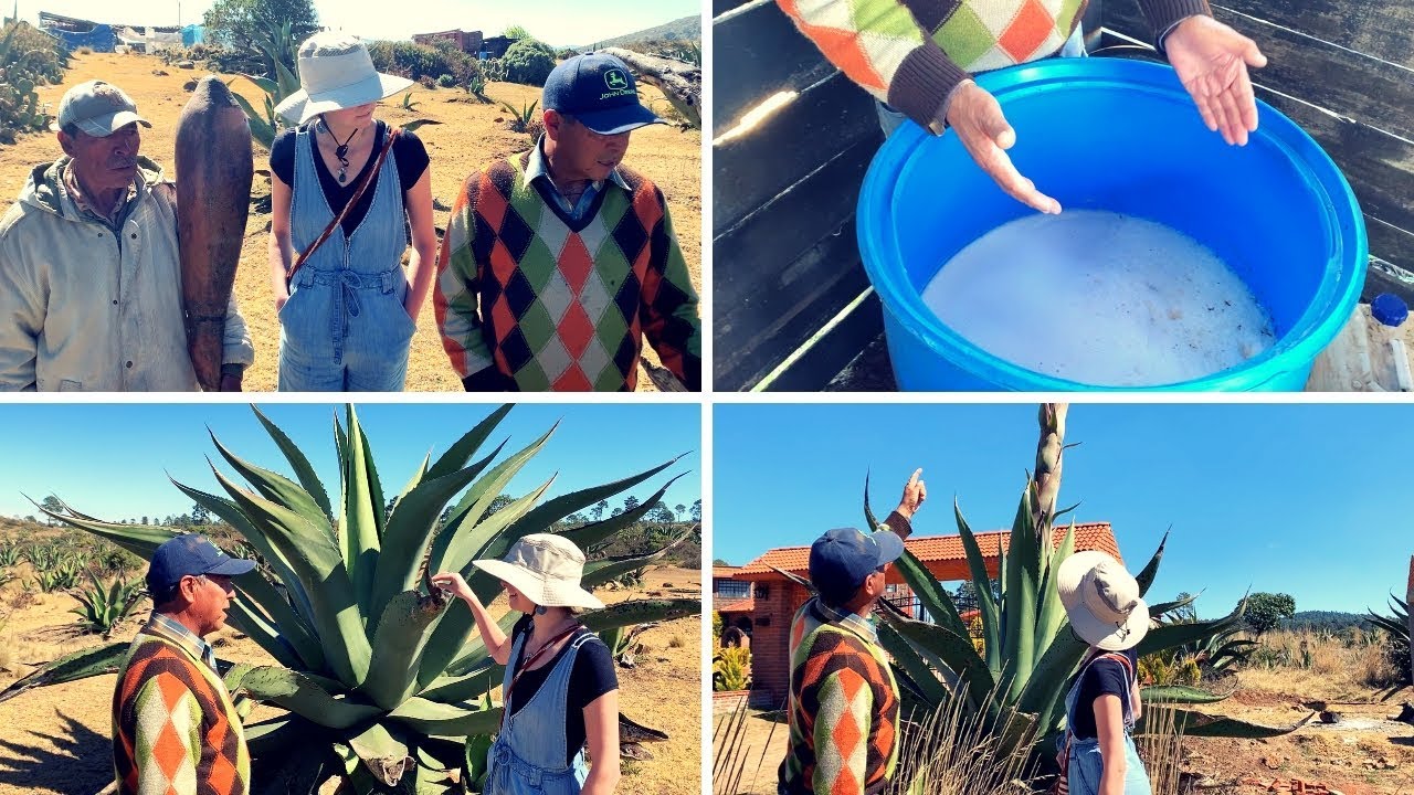 EL MAGUEY Y EL PULQUE - en Hidalgo, México