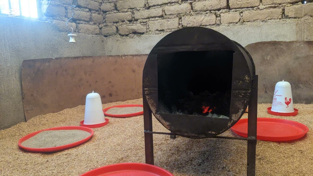 Jinsi ya kupokea vifaranga_AmbaFarms