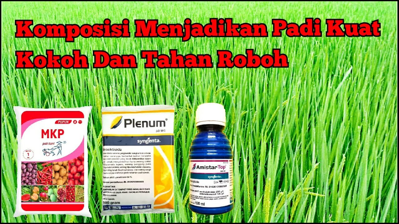 Komposisi Obat Menjadikan Padi Kuat Kokoh Tak Tertandingi