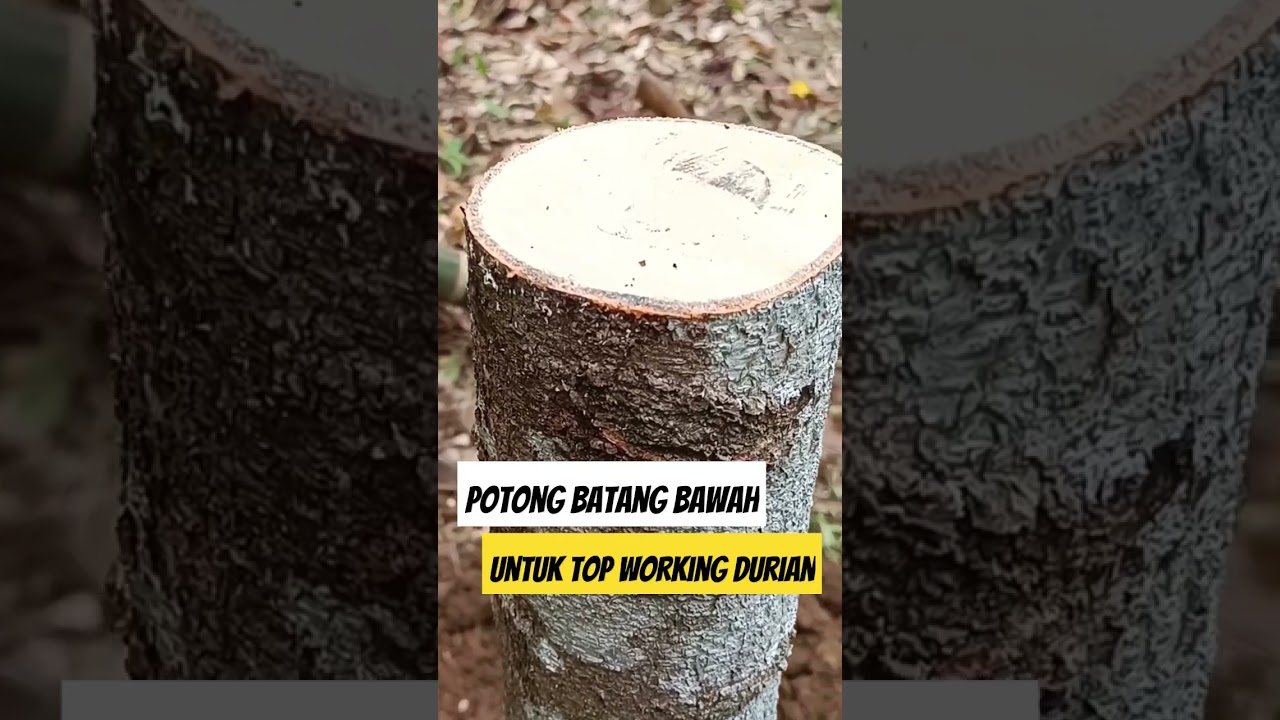 Potong Batang Bawah untuk Top working durian ✅