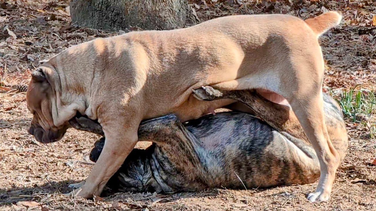 Cane Corso disciplines her daughter