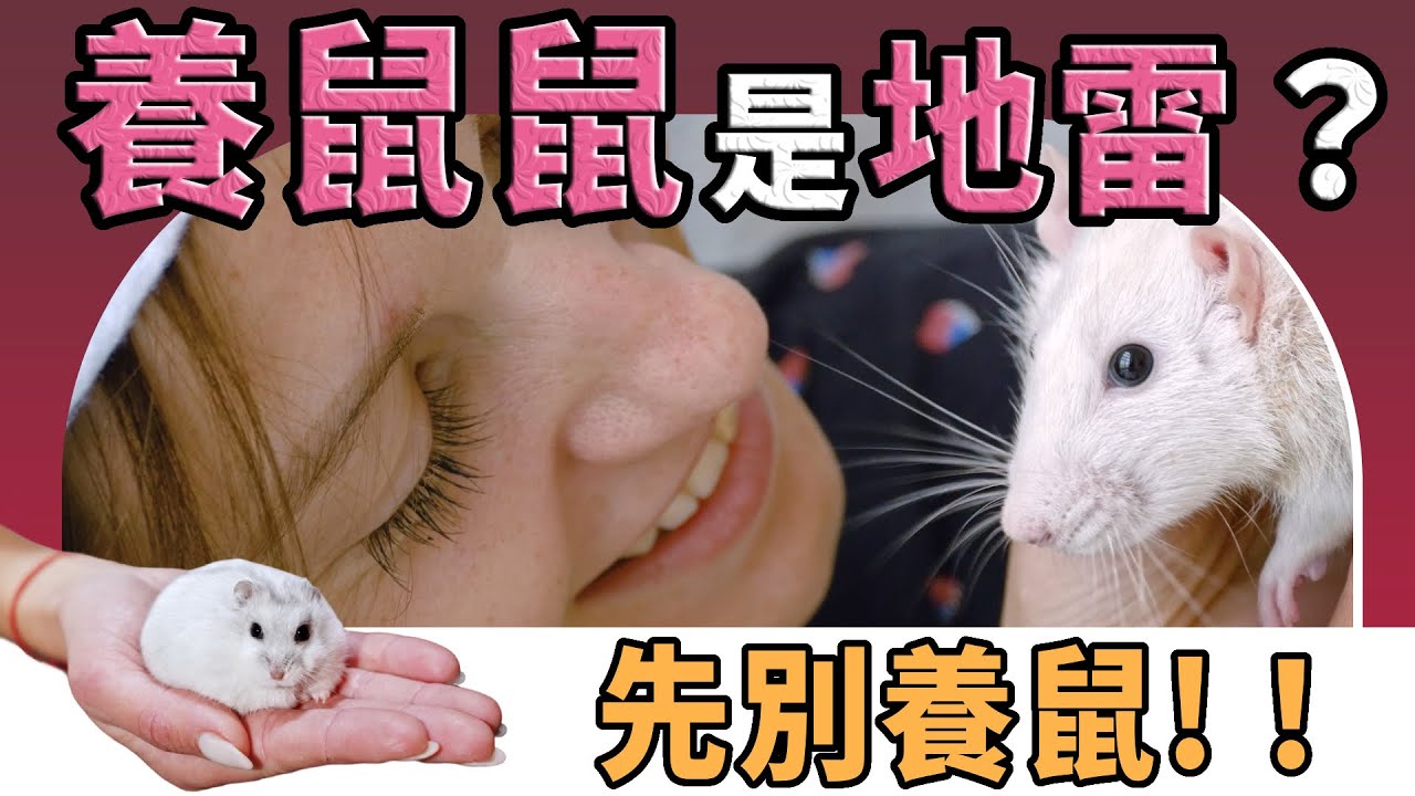 【不踩雷養鼠攻略】你正在考慮養鼠嗎？養鼠鼠會後悔嗎？老手的真實告白讓你不踩地雷｜愛鼠協會