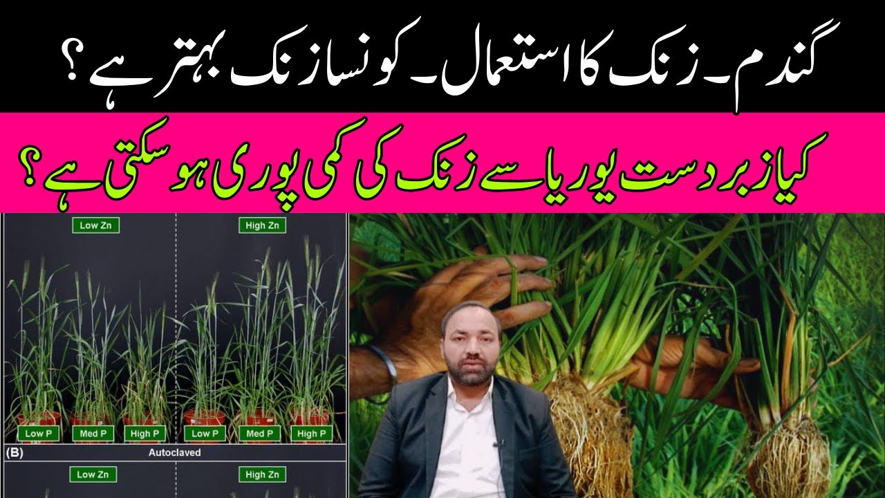 Importance of Zinc in Wheat Production | Cyber Agri Extension |