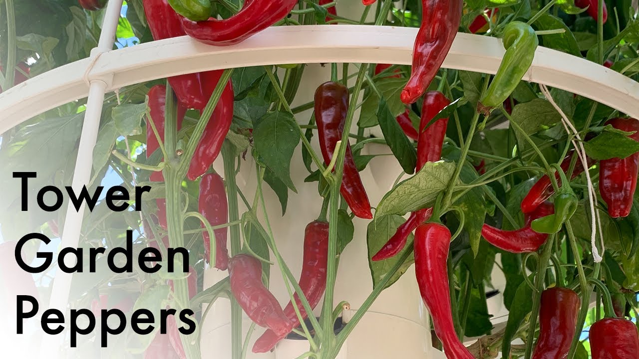 Growing Peppers on a Tower Garden | Aeroponic Peppers | Tower Farm Peppers