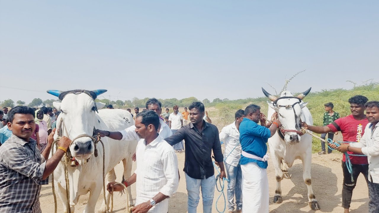 🥇వావిలాల శ్రీ శివాంజనేయ స్వామి జాతర సందర్భంగా గిరక బండ్ల పోటీలు 24వ జత