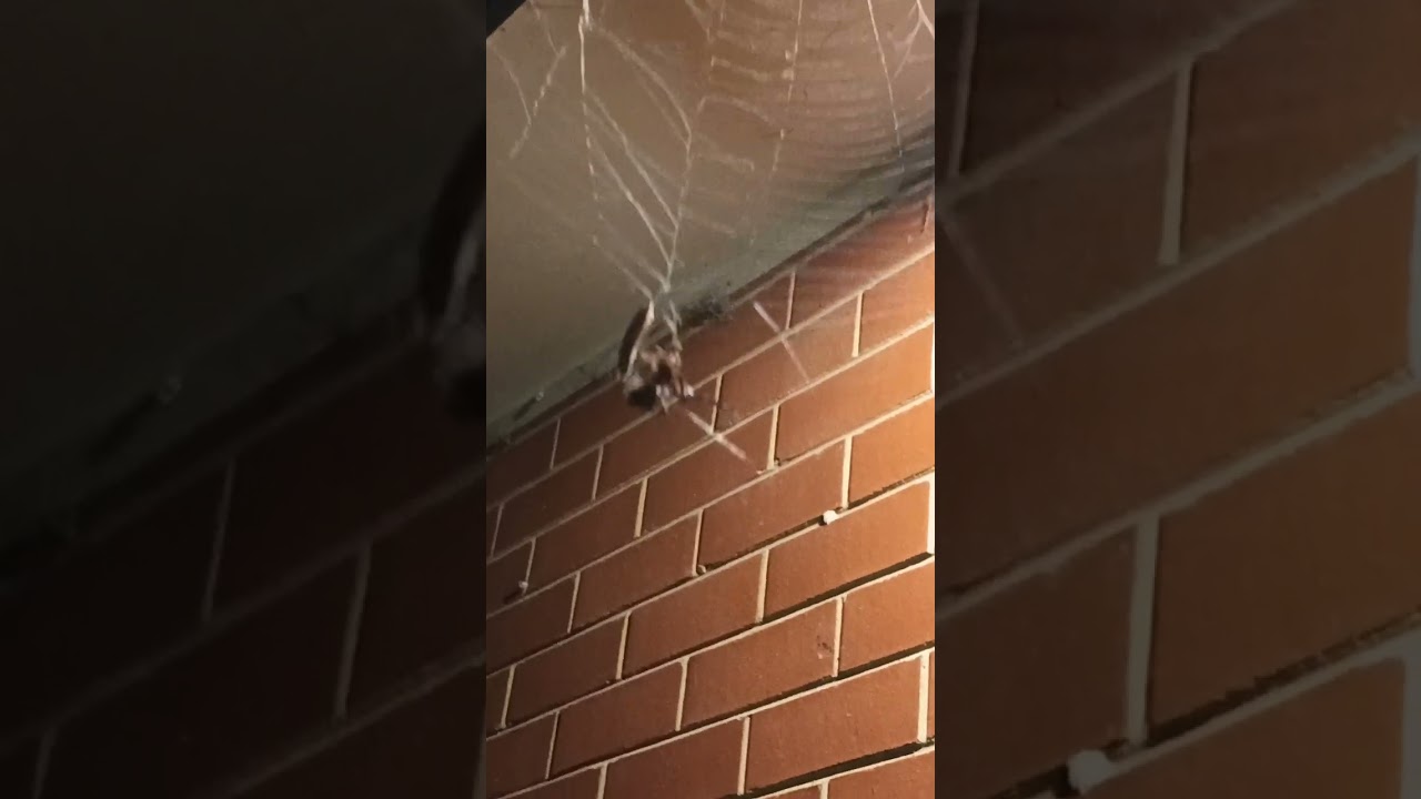 Feeding the Orb Weavers in my backyard. 