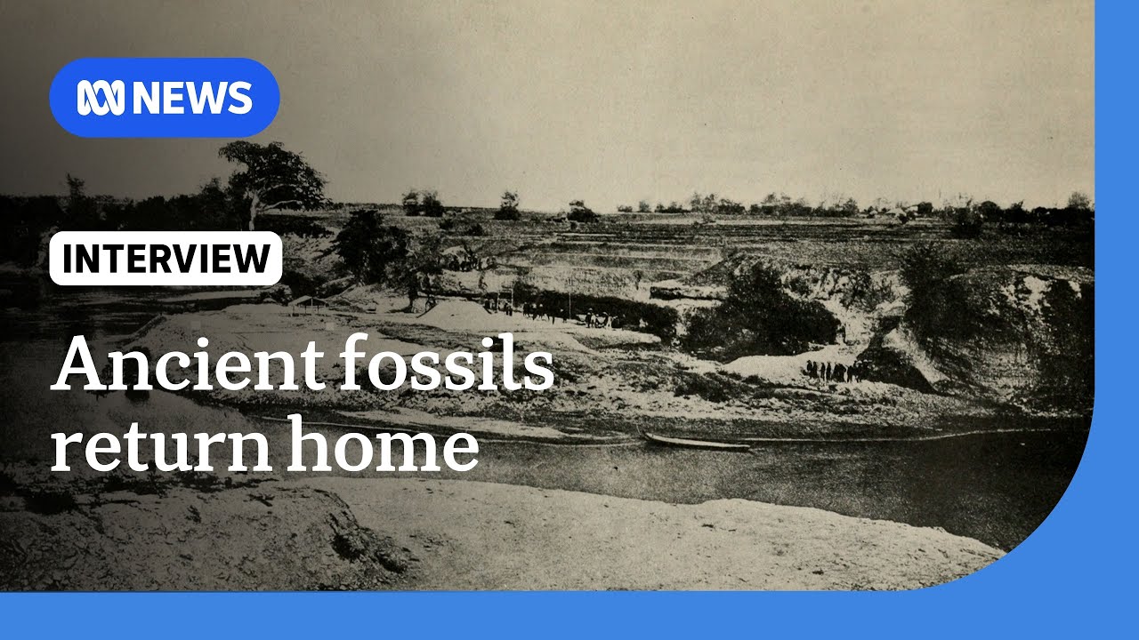 Java Man: Indonesia welcomes repatriation of ancient human fossils | The World | ABC NEWS