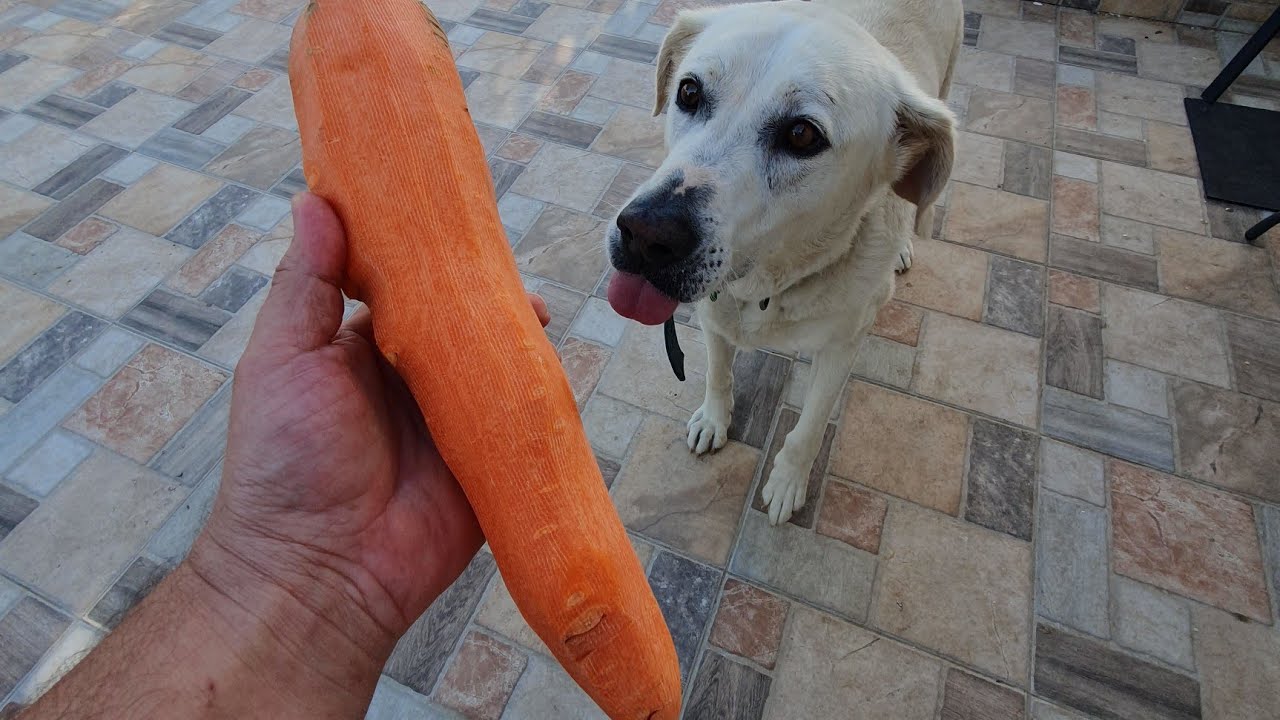 dog eat giant carrot 🥕