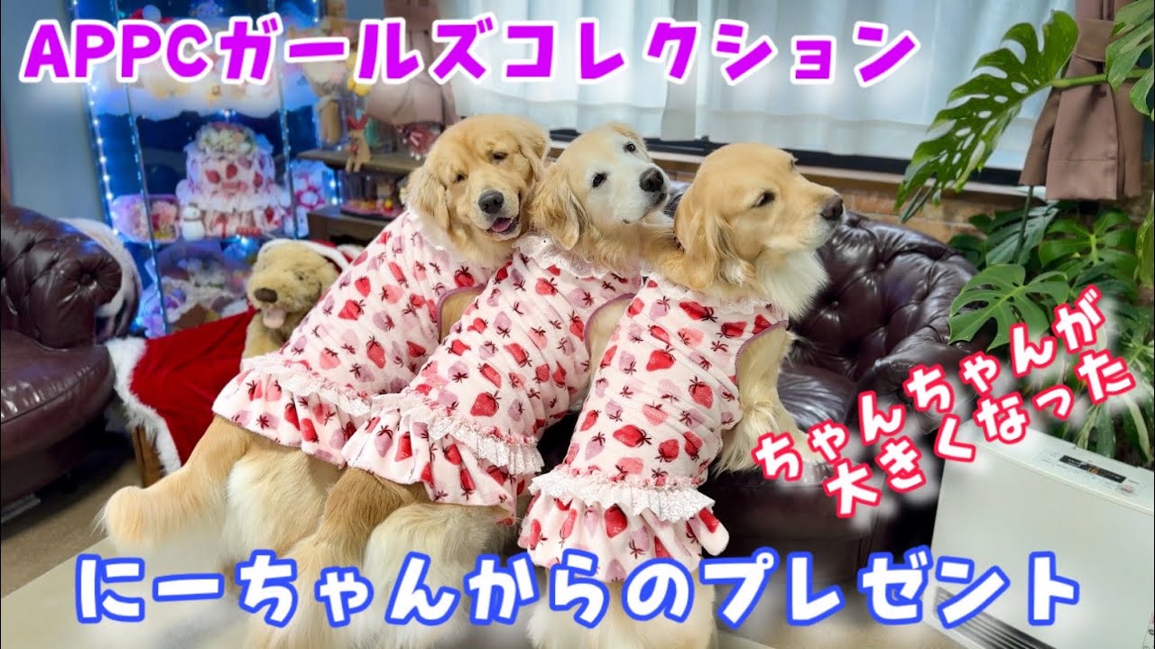 【Girl's Collection】ちゃんちゃんが大きくなってたことにびっくり【にーちゃんからのプレゼント】