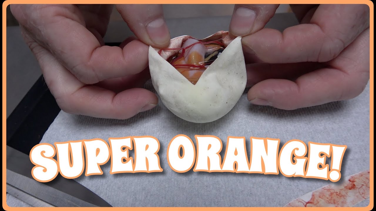 Crazy Odds To Hit Pieds!! Super OD Pied Egg Cutting!!