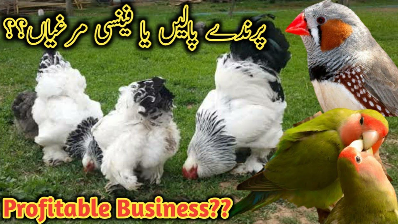 fancy poultry farming or Birds Farming ??  || Livestock Business  ||B4BIRDS