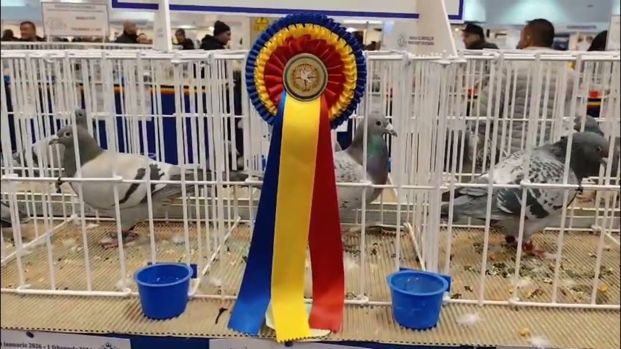 Columbofil dl Cernat Adrian Prahova Romania porumbei in expozitia nationala UCPR 31 ian 2026