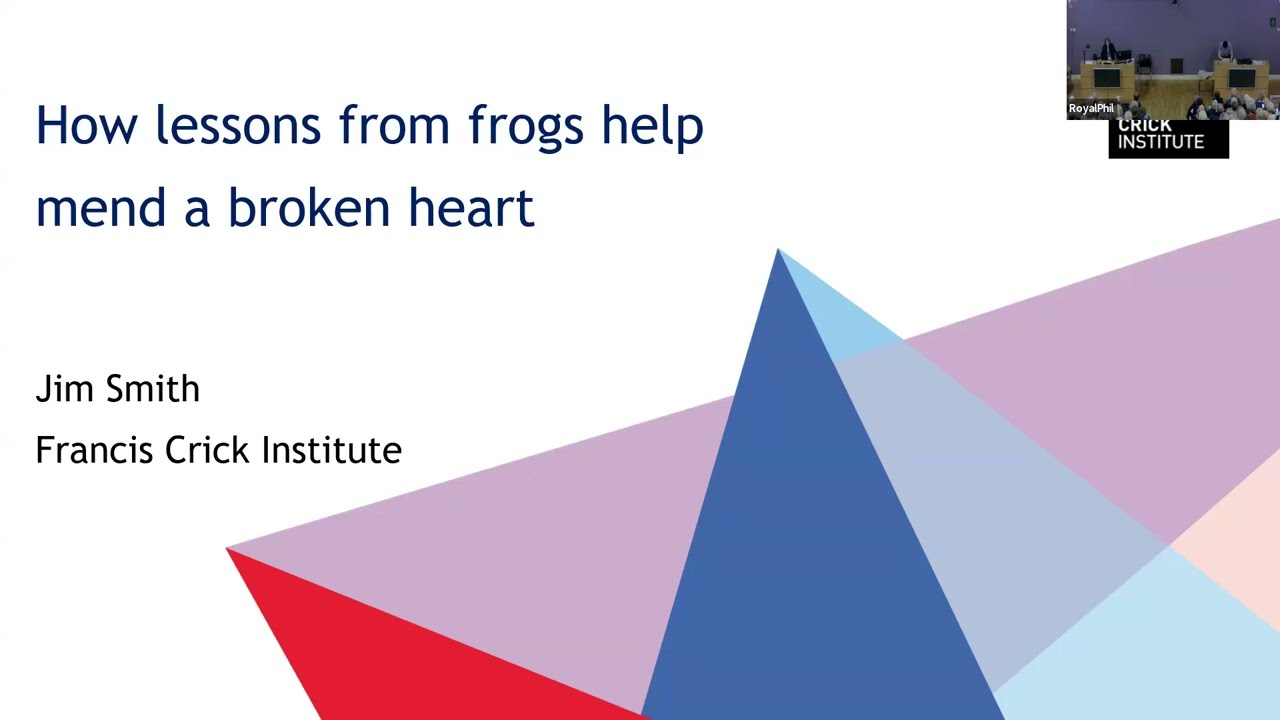 How lessons from frogs help mend a broken heart - Professor Sir Jim Smith - 1 October 2025