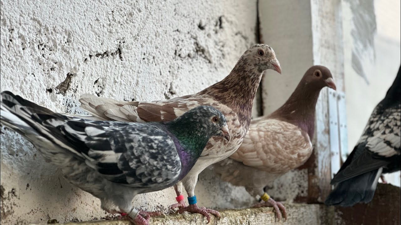 Perechile la porumbei pe anul 2025!🕊️