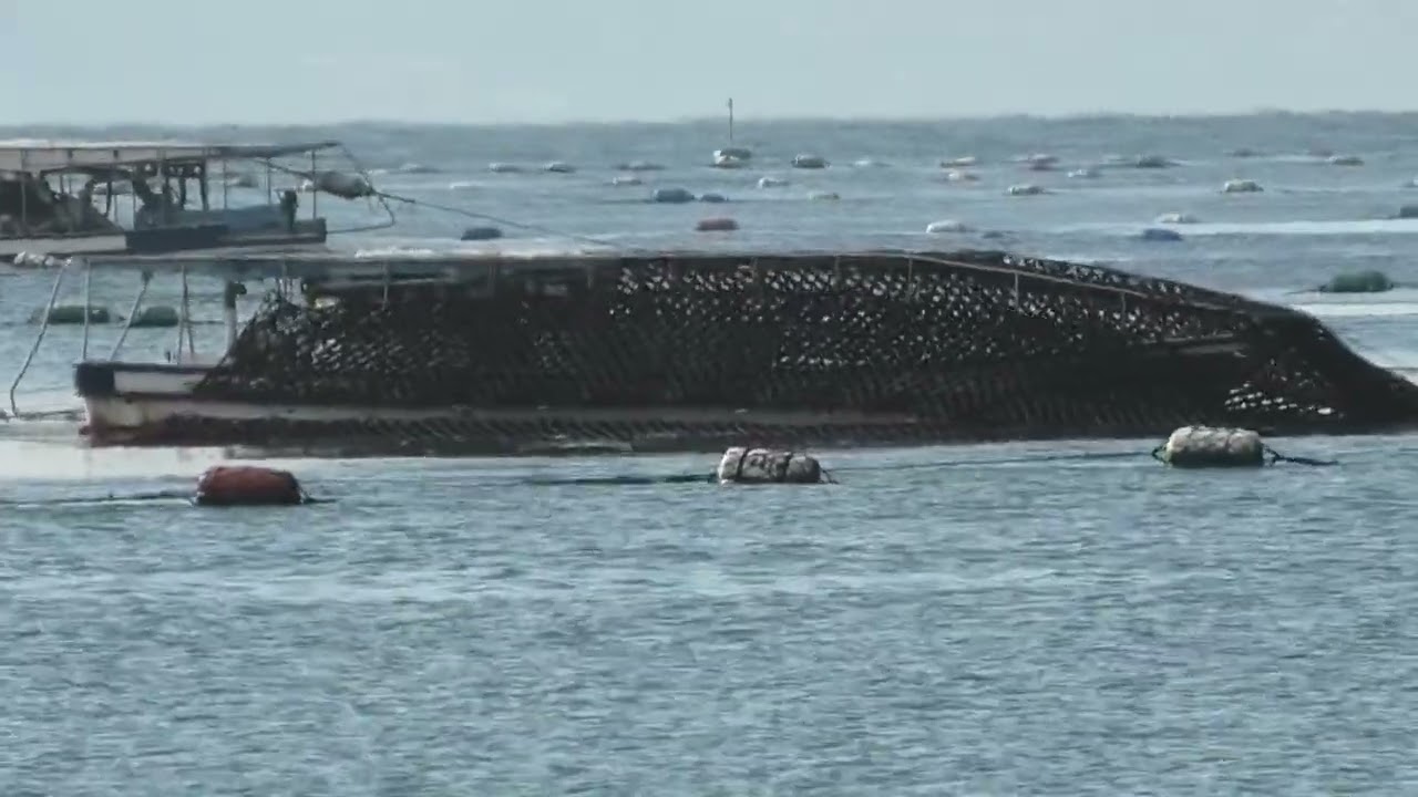 明石海苔刈り採り2026 1 28