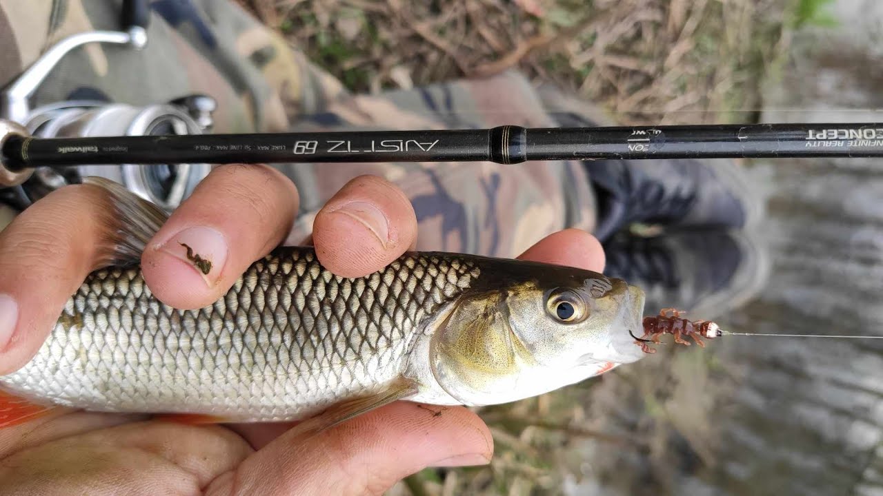 Тънък риболов на пролетни кефали. Spring fishing for Chub