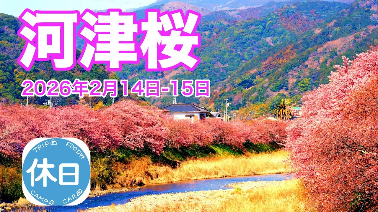 20260214-15 【6分咲き？】　河津桜　開花状況
