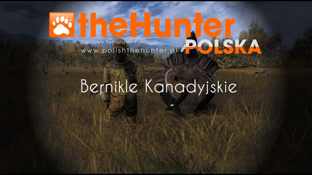Bernikle Kanadyjskie - Podstawy