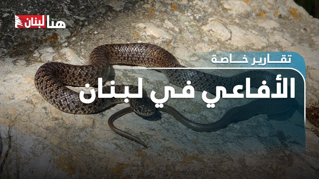 الأفاعي في لبنان غير سامّة ومفيدة.. تجنّبوا قتلها!