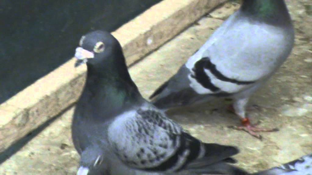 Florea Sorin and Ion Bucharest Romania presentation breeding pigeons May 16 2014 part 3
