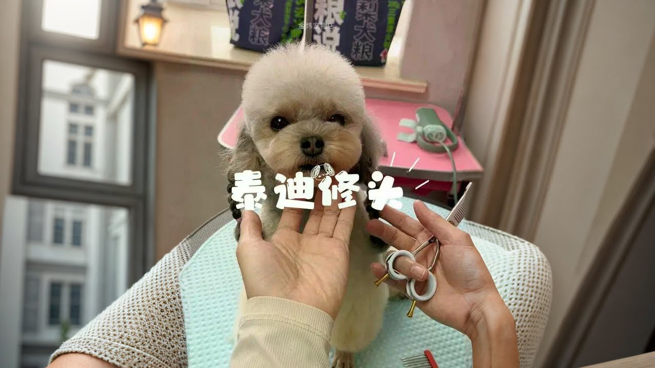 泰迪修头详细教程！ 在家怎么给狗狗修头？视频有点长，详细教程来啦#泰迪 #狗狗美容师 #泰迪美容剪毛教程 #萌宠好物 #泰迪美容