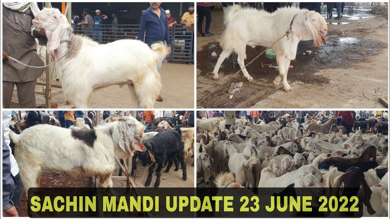 SACHIN MANDI UPDATE 23 JUNE 2022 | SURAT..