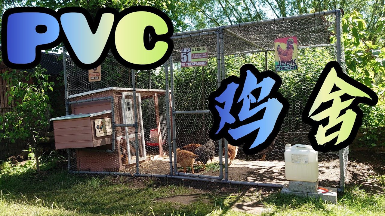 【后院养鸡 DIY】扩建鸡舍，用PVC水管搭建鸡笼，自己动手做