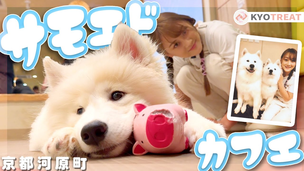 【京都】サモエドカフェに潜入！あまりの可愛さに悶絶…！🥰〈サモエドカフェ アル 京都河原町店〉