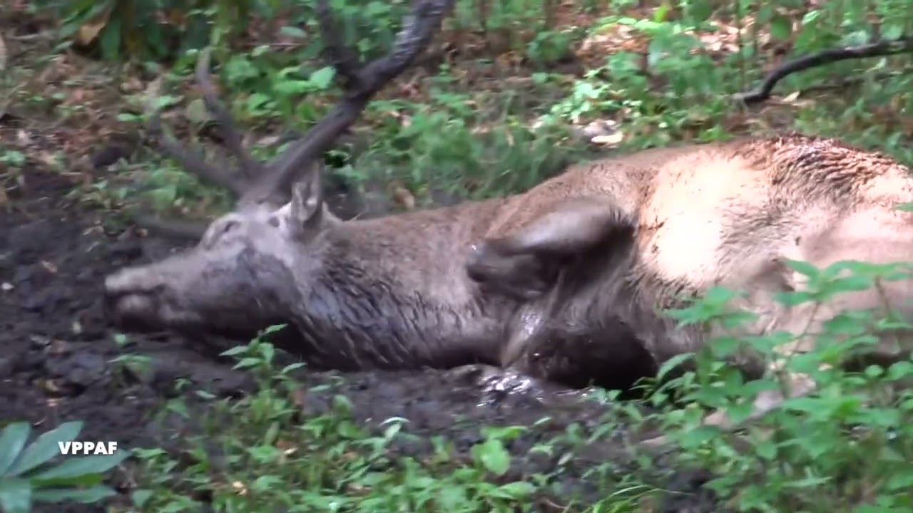 Deer Mud Bath