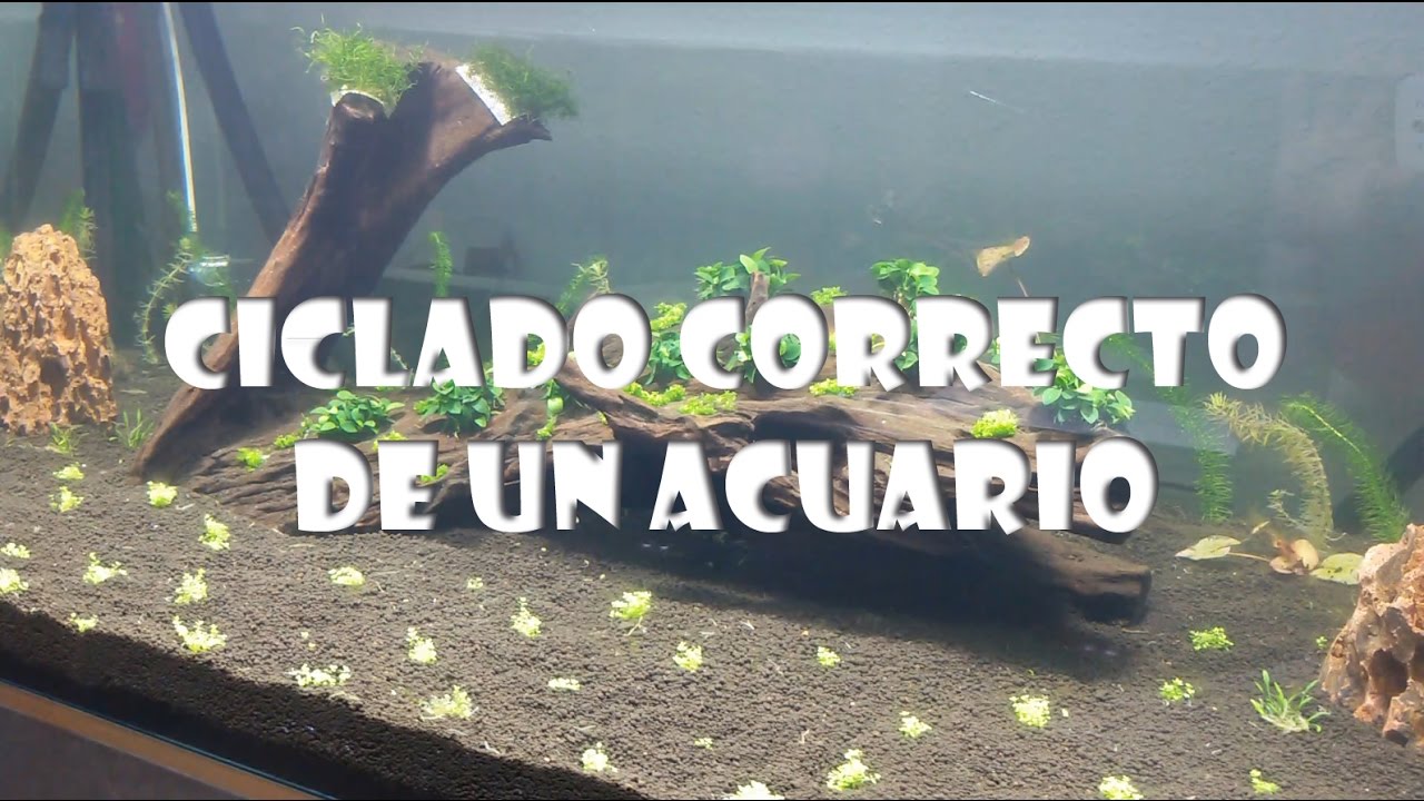 Ciclado correcto del acuario