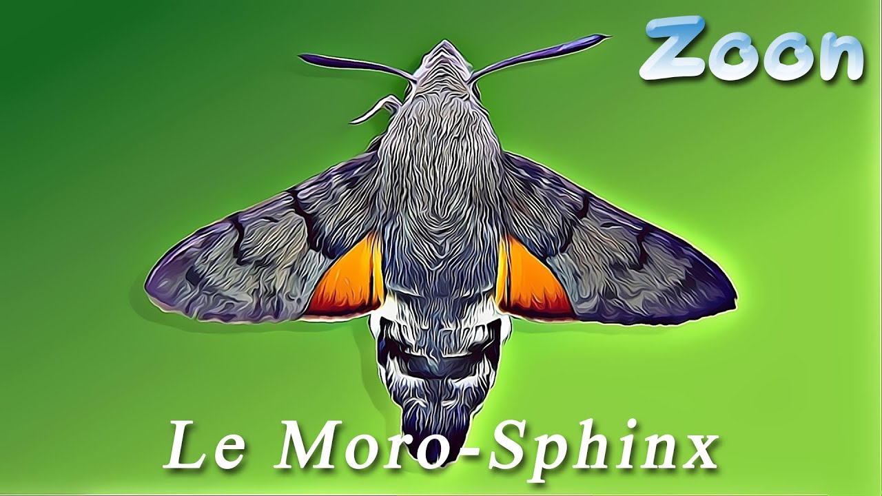 Le Moro-Sphinx - cycle complet - The hummingbird hawk-moth