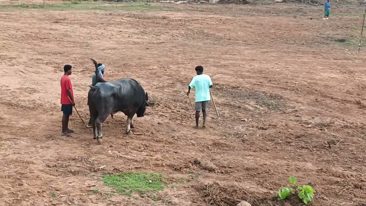 Kada ropog new Santali vlog 