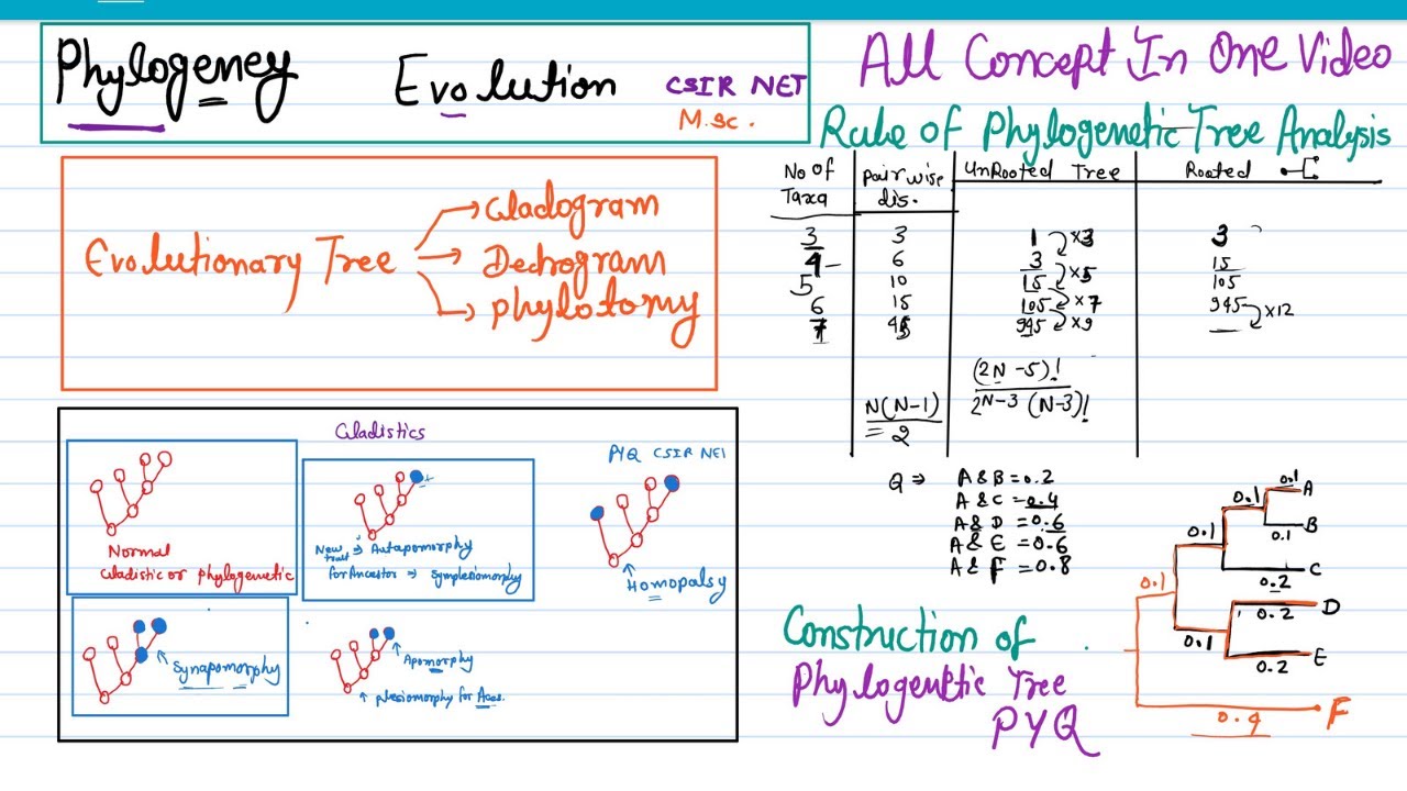 Phylogeny evolution | molecular tools in phylogeny | cladistic, rule for phylogenetic tree analysis.