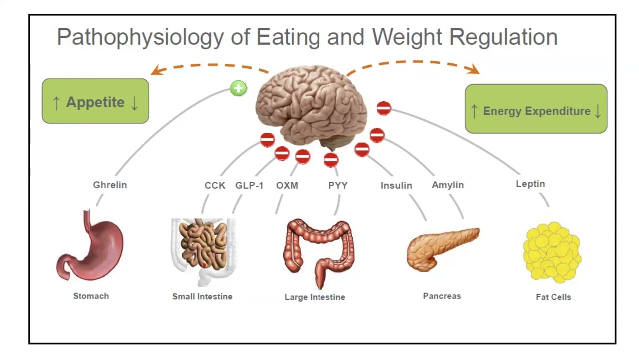 Obesity Origins: A Non-Bias Perspective  **It is not just eat less move more**