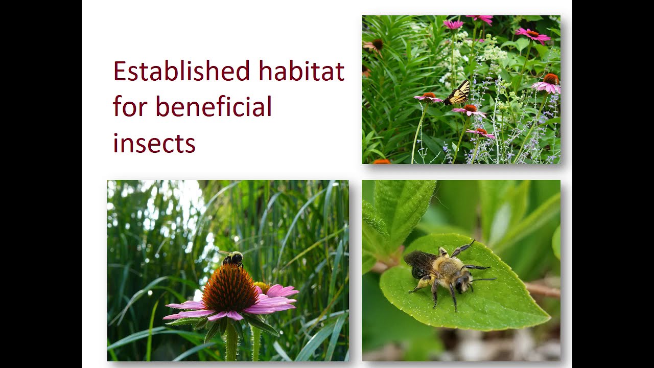 Case Study: Applying the 5 Considerations of Sustainable Design to a Home Landscape
