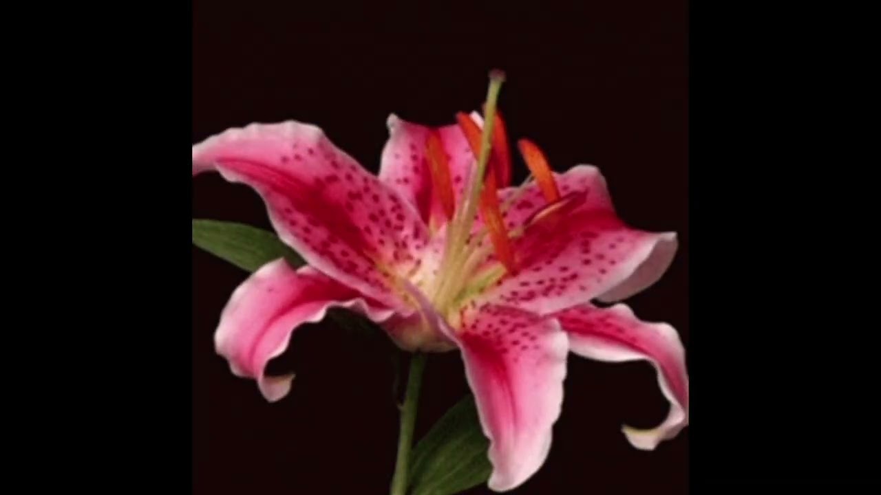4.Moldo- Planta