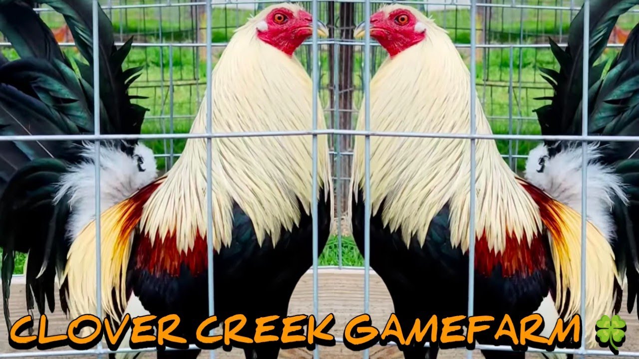 Clement Grey Spangled hatch Penny - CLOVER CREEK FARM